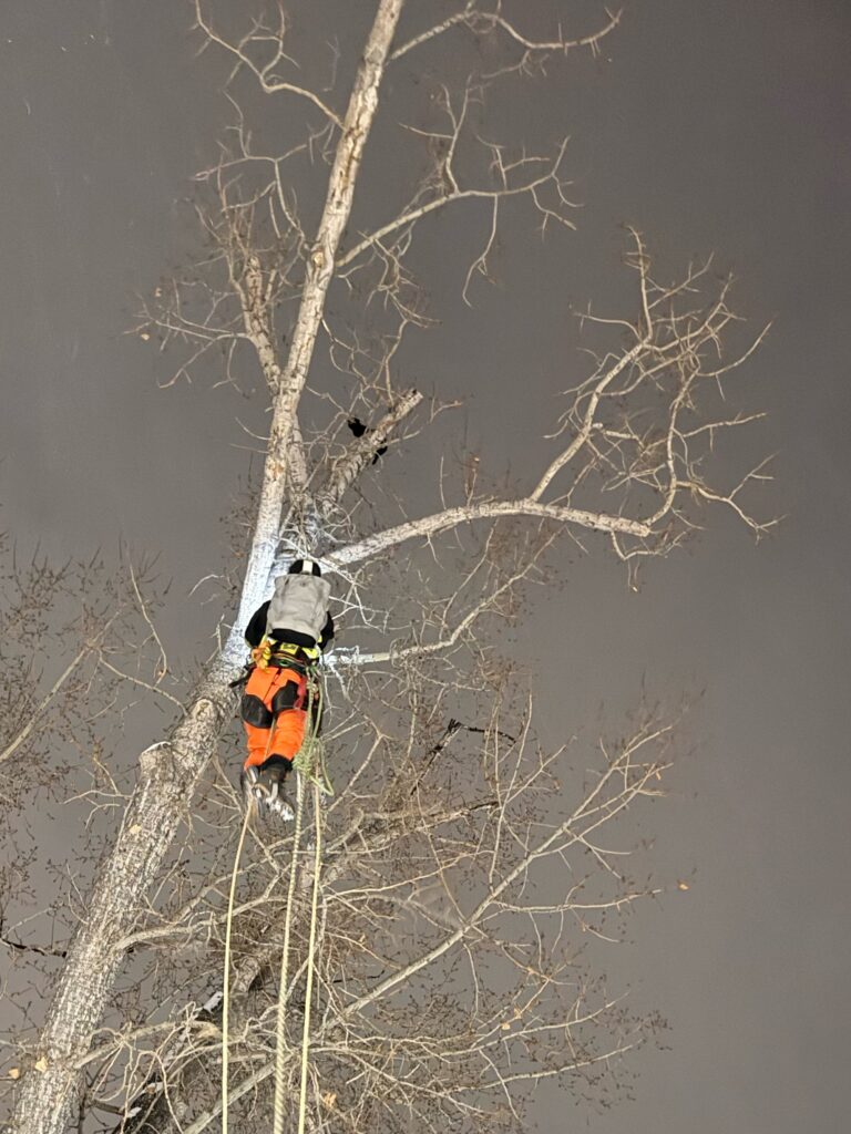 Aerial animal rescue — cats and pets stuck in trees in Calgary