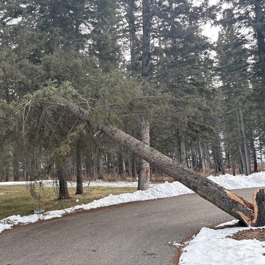 24/7 emergency tree service for Calgary homeowners