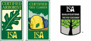 ISA Certified Tree Climber
