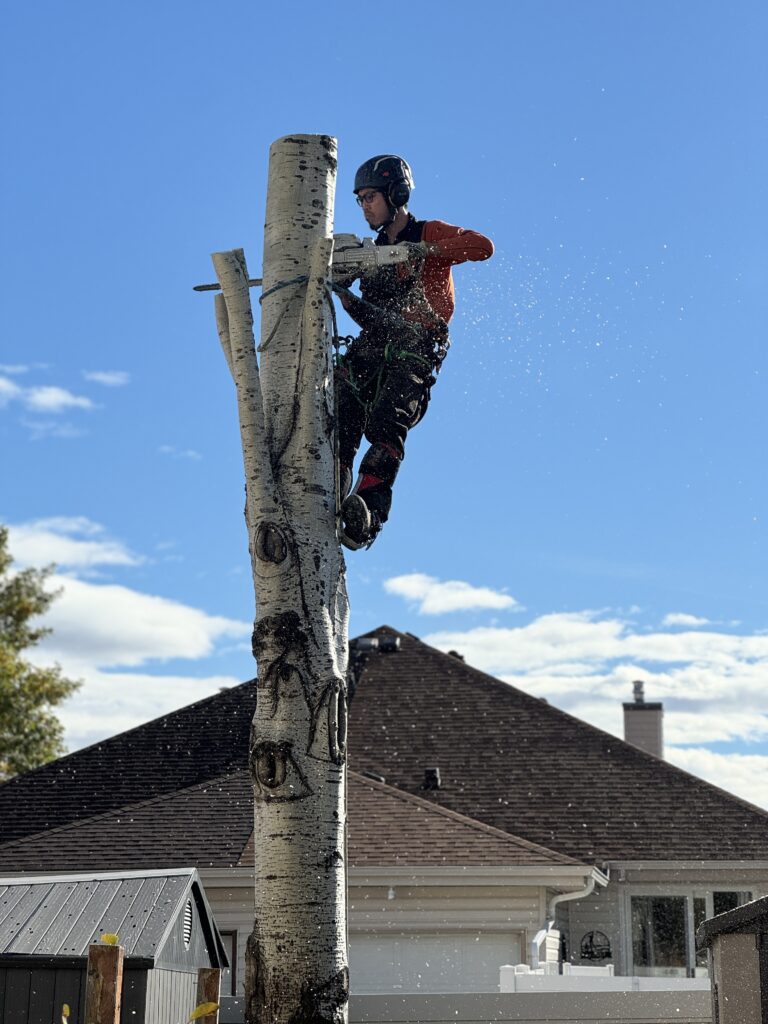 Jimmy Wan – ISA Certified Arborist and Founder of 4 Tree Services