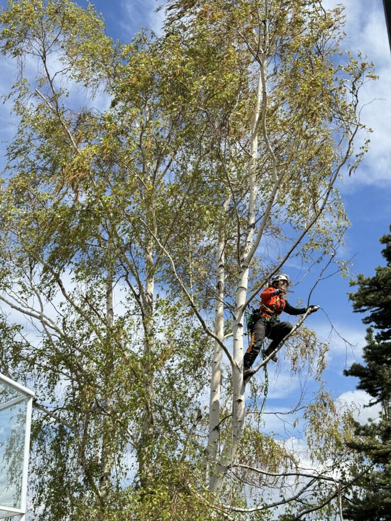 Mandy Tseung – ISA Certified Arborist and Tree Risk Assessor