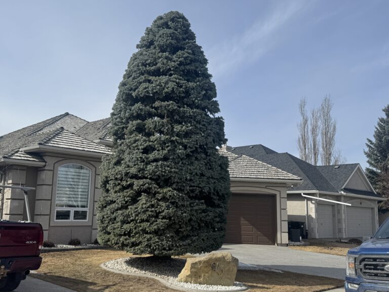 Ornamental tree shaping and trimming in Calgary