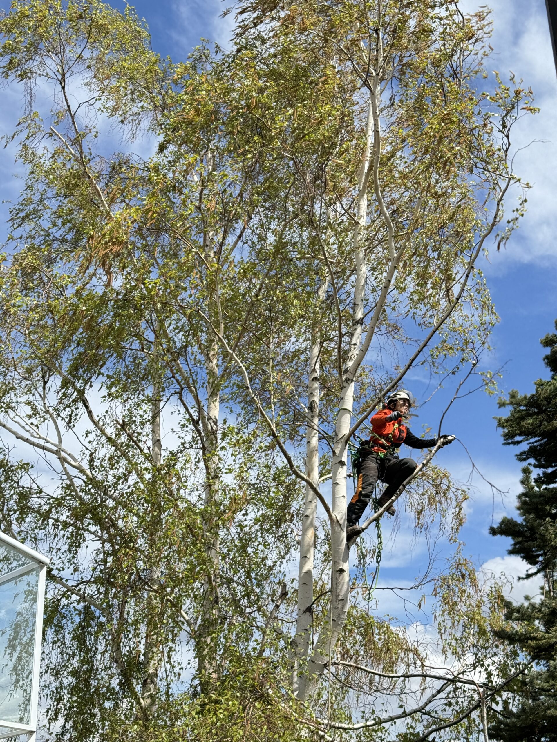 Professional tree pruning service in Calgary