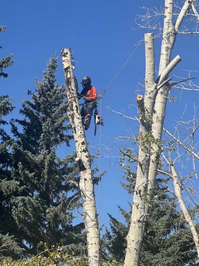 Tree removal service in Calgary